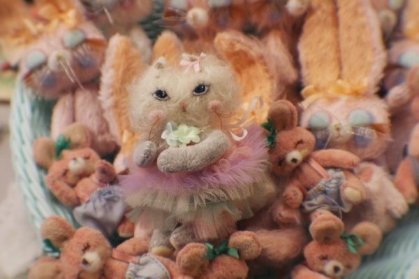 Photo13: Rice cat kaka (13)