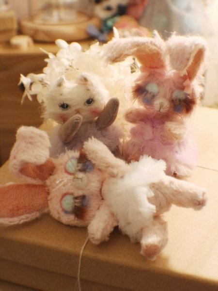 Photo9: Rice cat kaka (9)