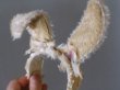 Photo2: Sleeping bunny vintage color flower bowknot headband (2)