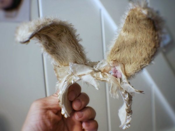 Photo6: Sleeping bunny vintage color flower bowknot headband (6)